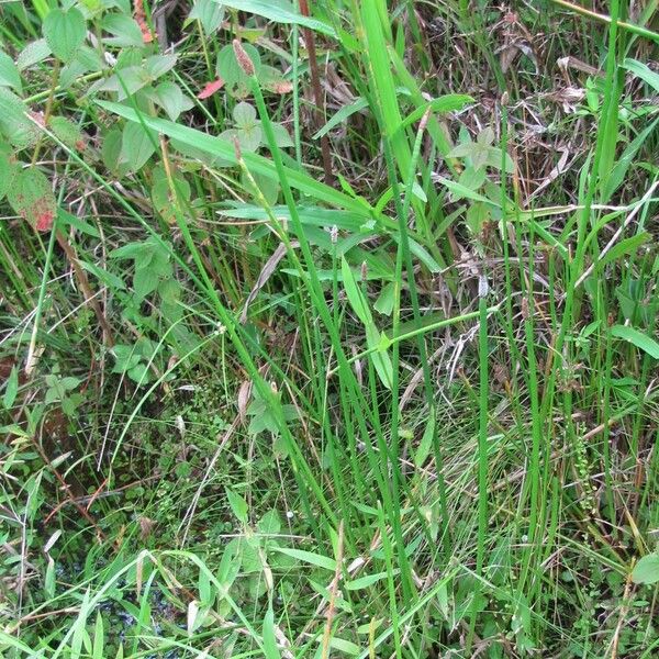 Eleocharis elegans Habitus