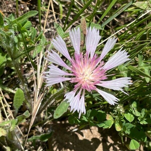 Centaurea pullata Kvet