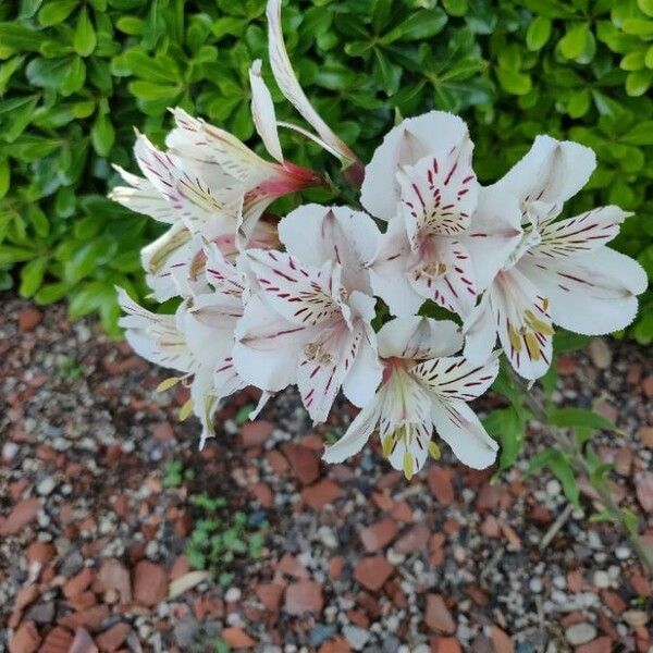 Alstroemeria aurea Flower