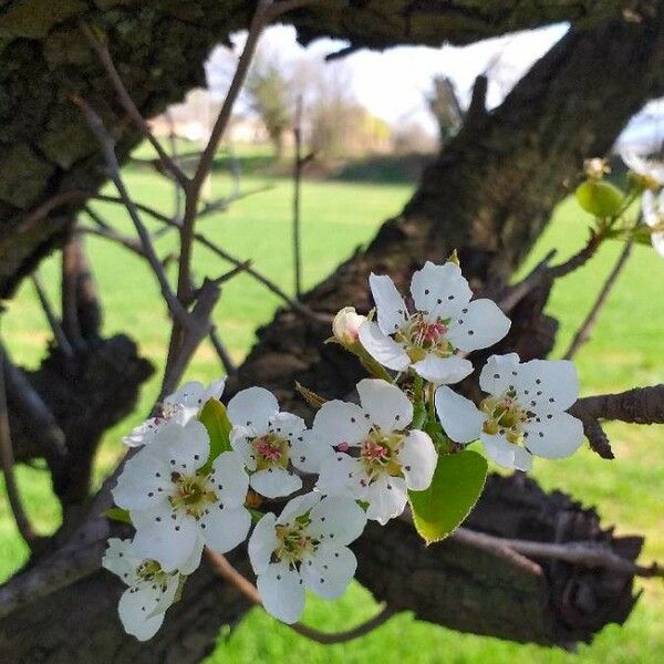 Pyrus communis फूल