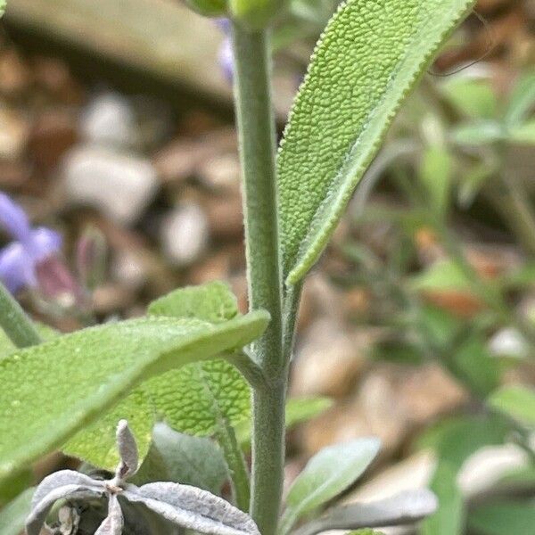 Salvia × sylvestris Foglia