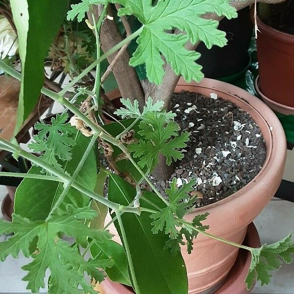 Pelargonium graveolens Blatt