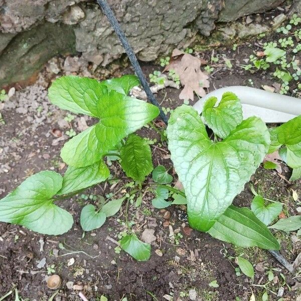 Viola pubescens Hostoa