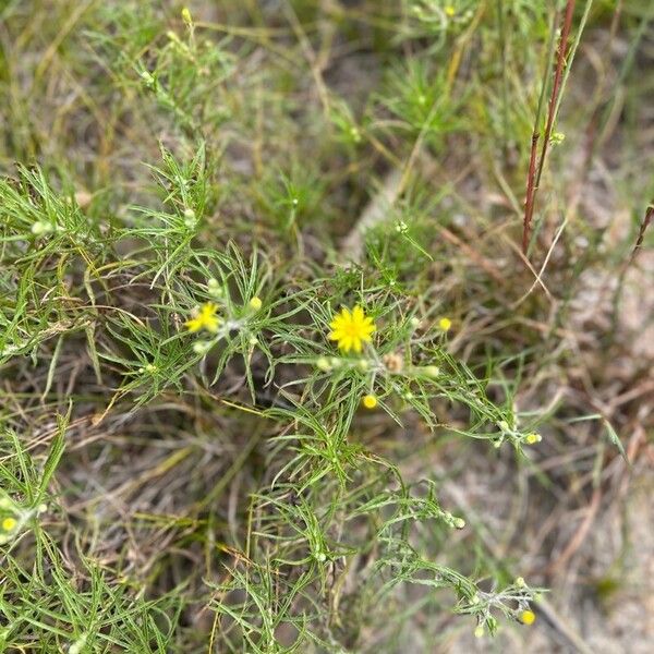 Pityopsis graminifolia Foglia