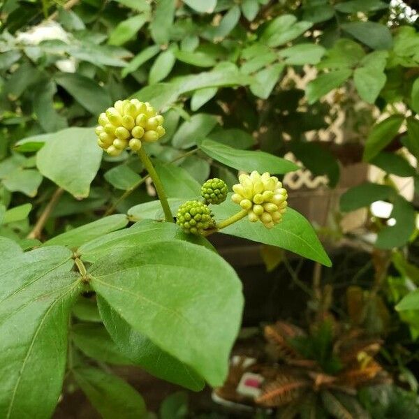 Calliandra haematocephala Frukt