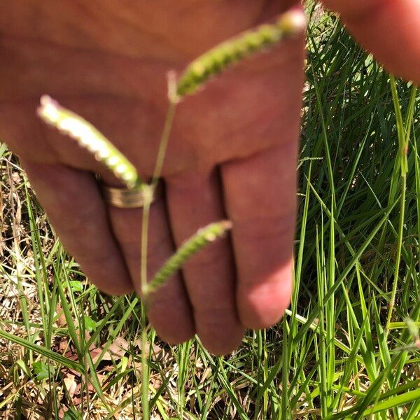 Urochloa eminii Natur