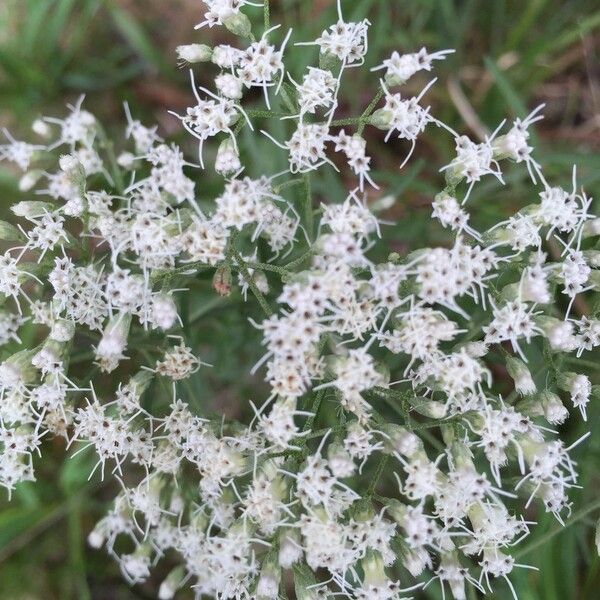 Eupatorium hyssopifolium Cvet