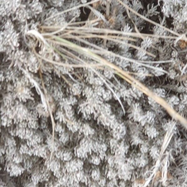 Achillea maritima Liść