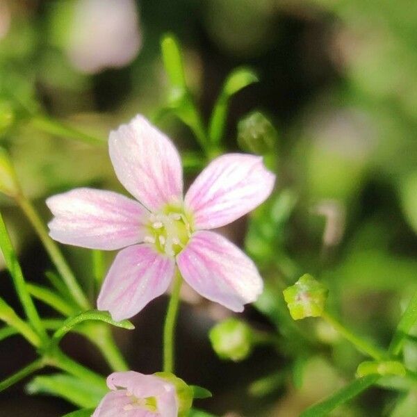 Gypsophila muralis Квітка