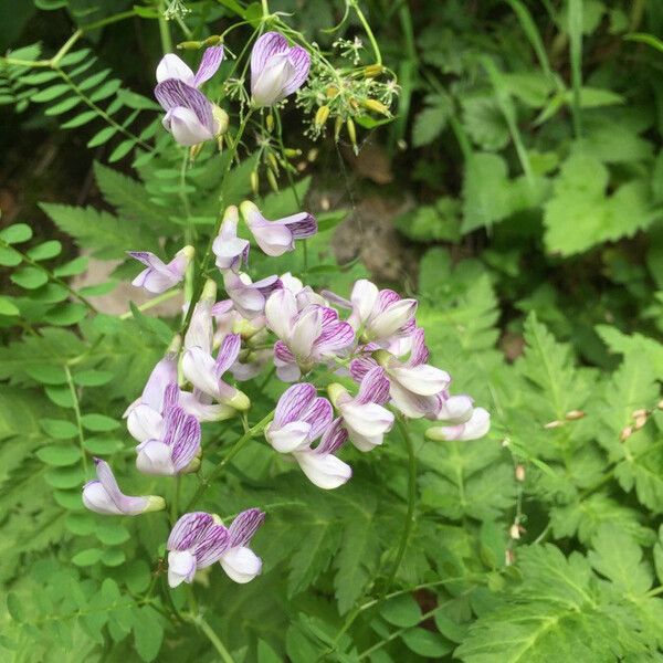 Vicia sylvatica Plante entière