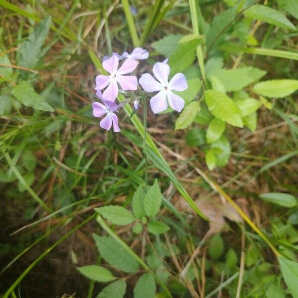 Phlox divaricata Leaf