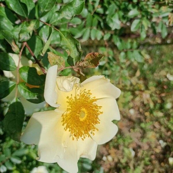 Rosa bracteata Květ
