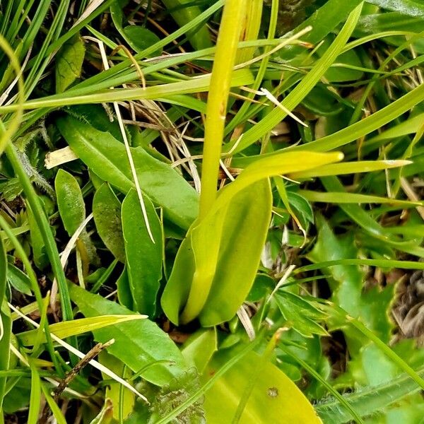 Dactylorhiza viridis Kéreg