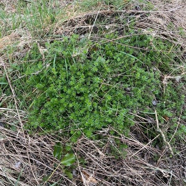 Galium mollugo ശീലം