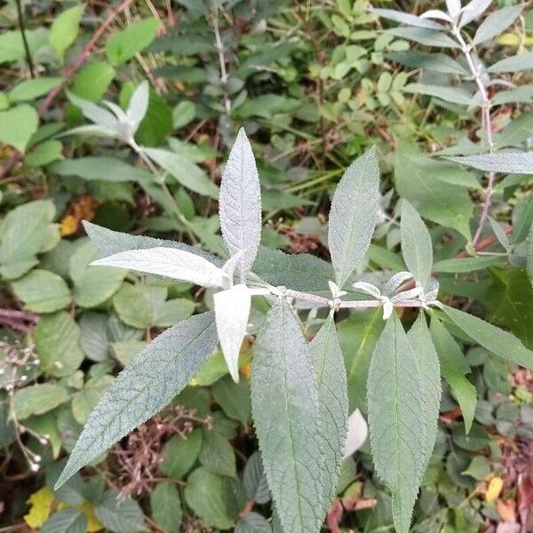 Buddleja davidii 葉