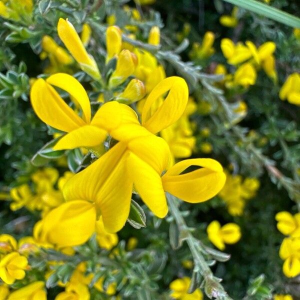 Genista pilosa Flower