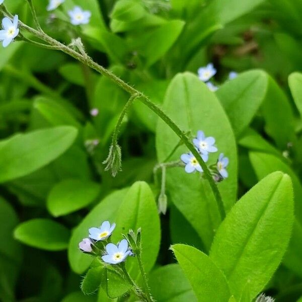 Myosotis arvensis Folla