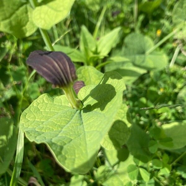 Aristolochia rotunda List