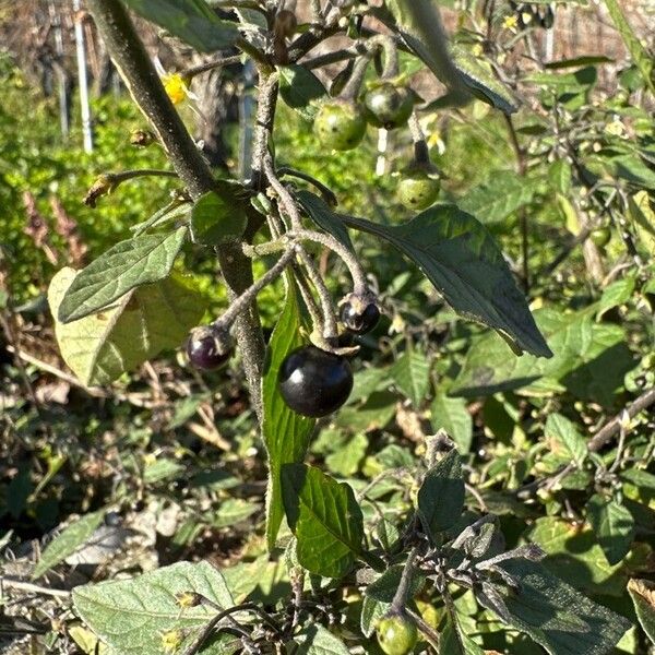 Solanum scabrum फूल