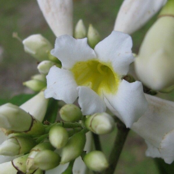 Lundia corymbifera Flower