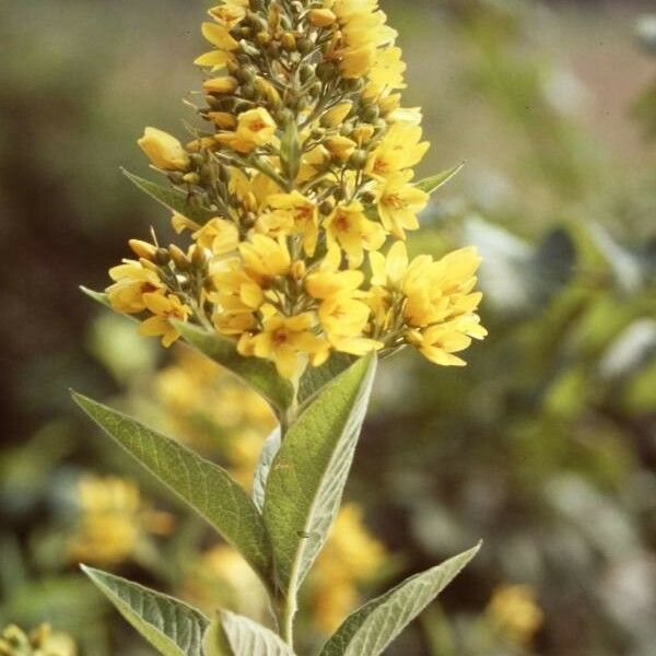 Lysimachia vulgaris Цвят