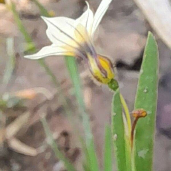 Sisyrinchium micranthum Flower