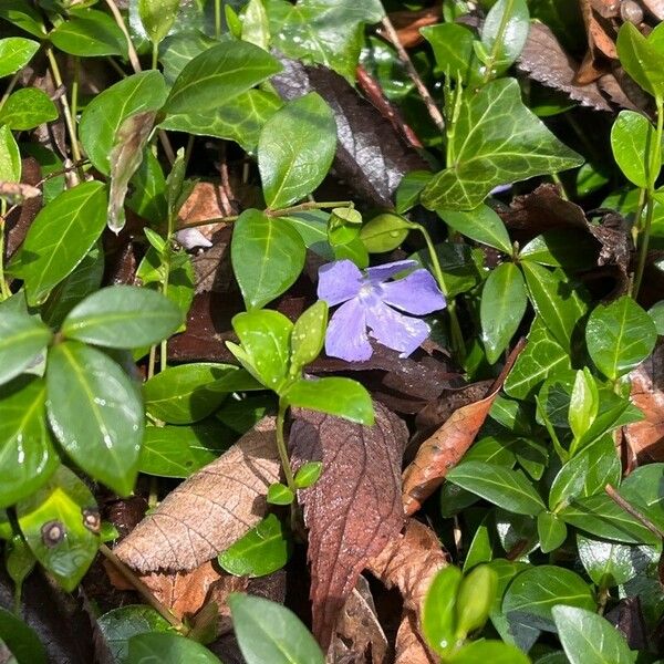 Vinca minor Blüte