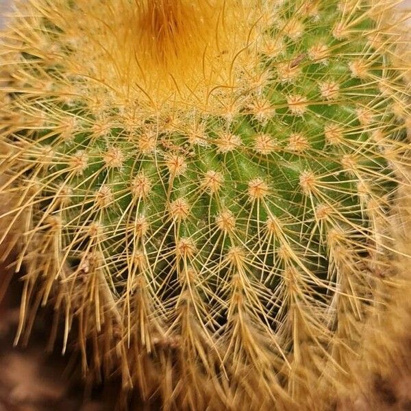 Parodia lenninghausii Blatt