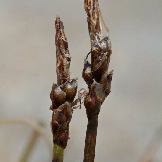 Carex rupestris Fruit