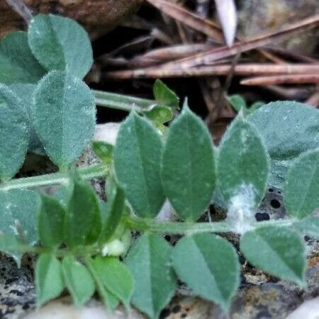 Vicia pyrenaica Leaf