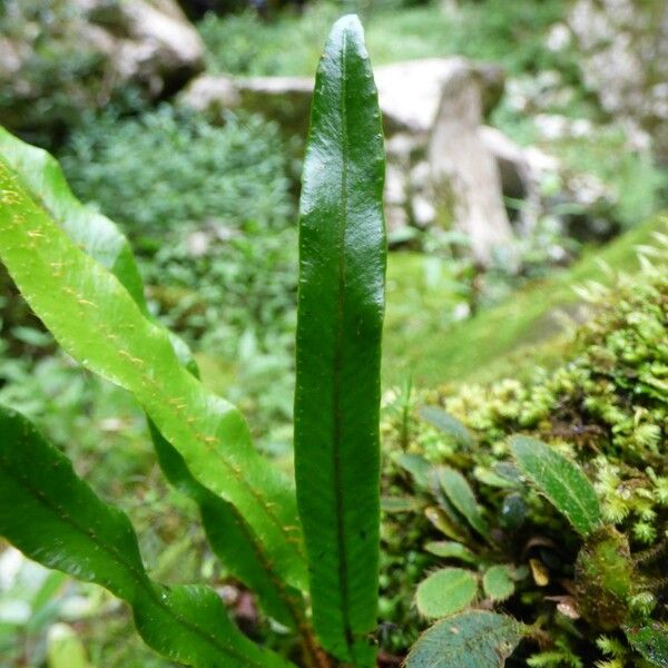 Elaphoglossum aubertii Лист