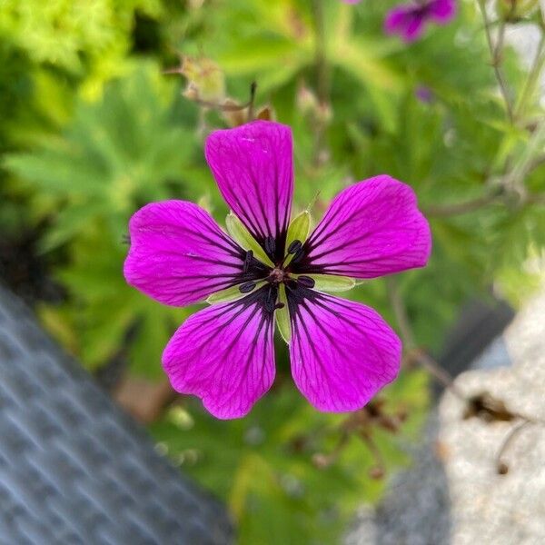 Geranium psilostemon Blomma