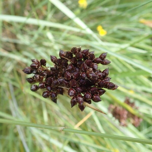 Juncus acutus Flor