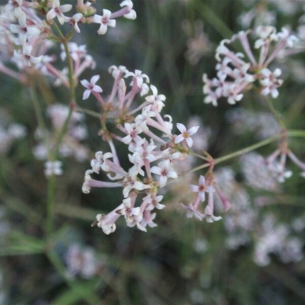 Cynanchica aristata Flower