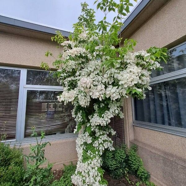 Cornus florida Hoja