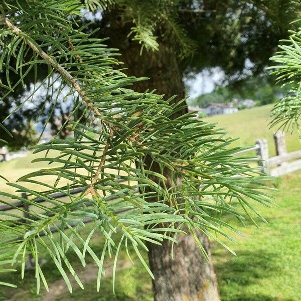 Abies concolor Folla