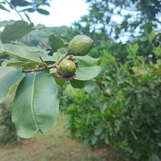 Lafoensia glyptocarpa Fruto