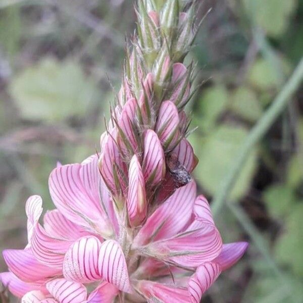 Onobrychis viciifolia Flor