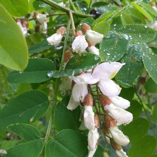 Robinia pseudoacacia Flower