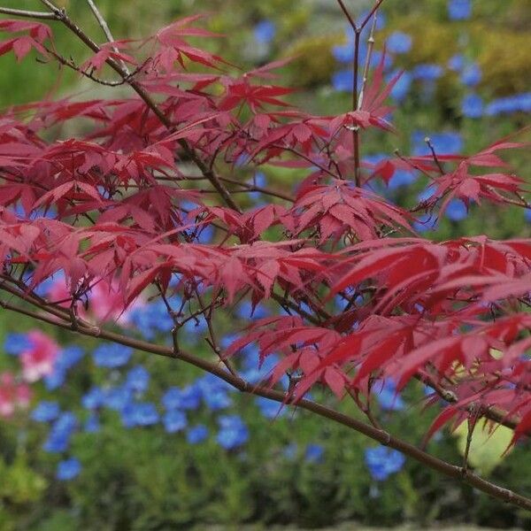 Acer palmatum Liść