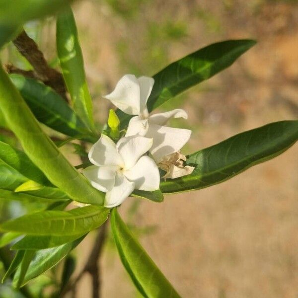 Tabernaemontana catharinensis പുഷ്പം