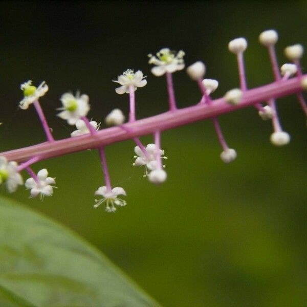 Phytolacca rivinoides Kéreg