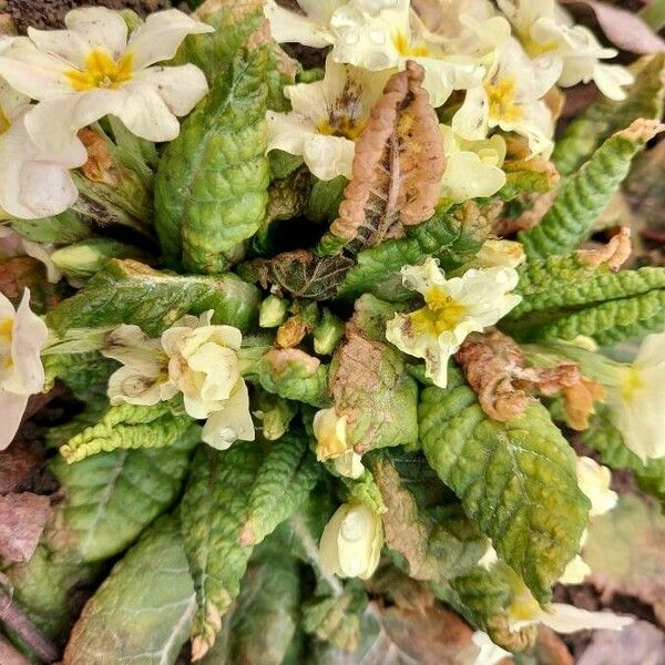 Primula vulgaris Liść