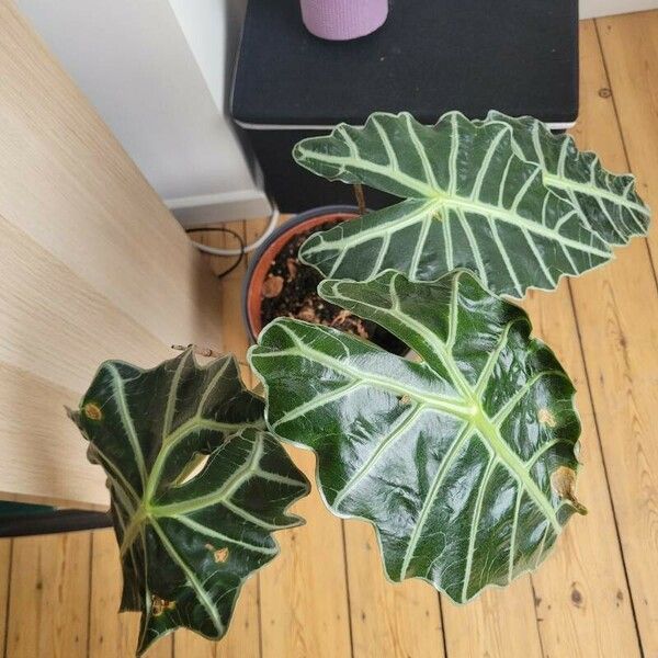 Alocasia longiloba Leaf