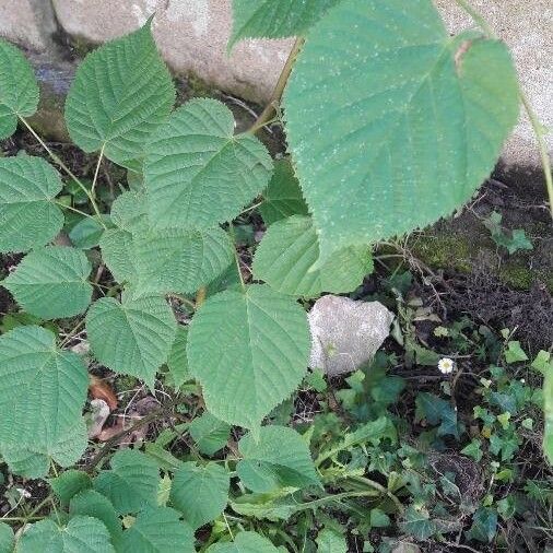 Tilia americana पत्ता