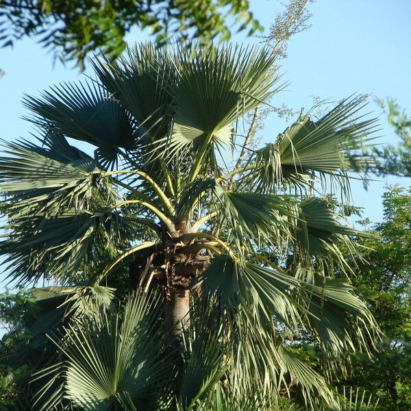 Borassus aethiopum Blad