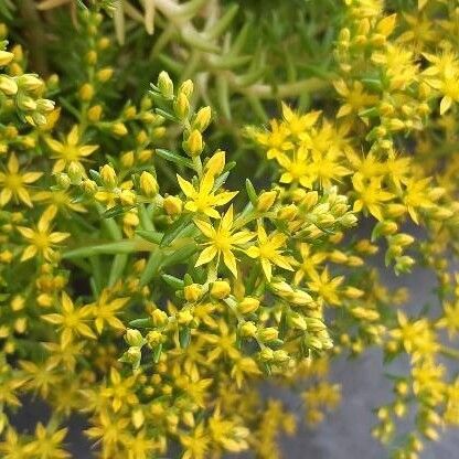 Sedum mexicanum Bloem