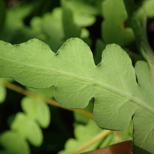 Histiopteris incisa Leaf