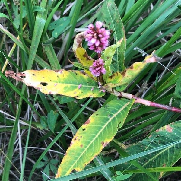 Persicaria amphibia Hoja