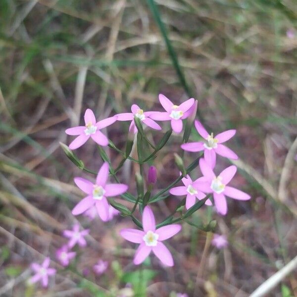 Centaurium tenuiflorum Floro